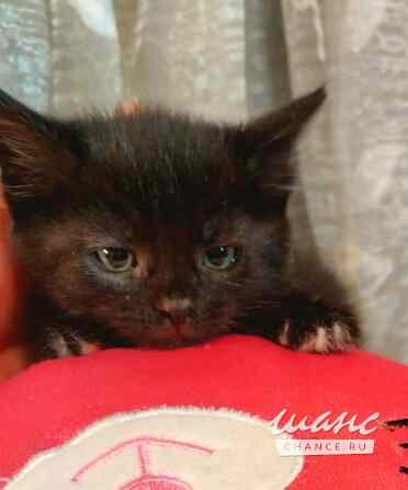 Отдам котят-красотулек в добрые руки Санкт-Петербург - изображение 5