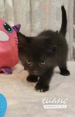 Отдам котят-красотулек в добрые руки Санкт-Петербург - изображение 1