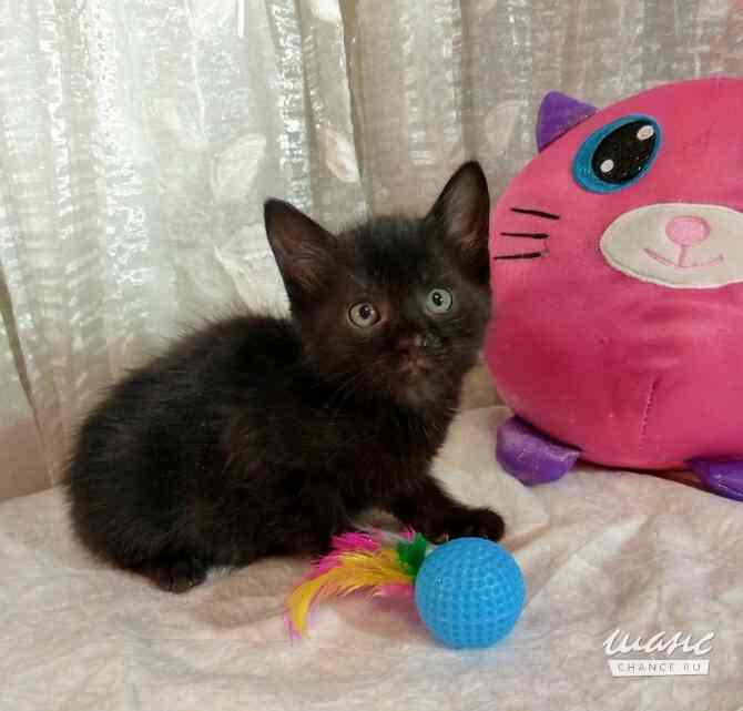 Отдам котят-красотулек в добрые руки Санкт-Петербург - изображение 7