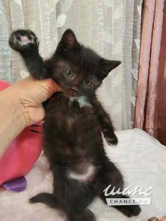 Отдам котят-красотулек в добрые руки Санкт-Петербург - изображение 3