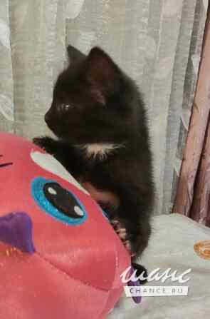 Отдам котят-красотулек в добрые руки Санкт-Петербург - изображение 4