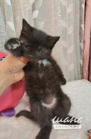 Отдам котят-красотулек в добрые руки Санкт-Петербург - изображение 2