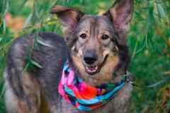 Тильда ищет дом!