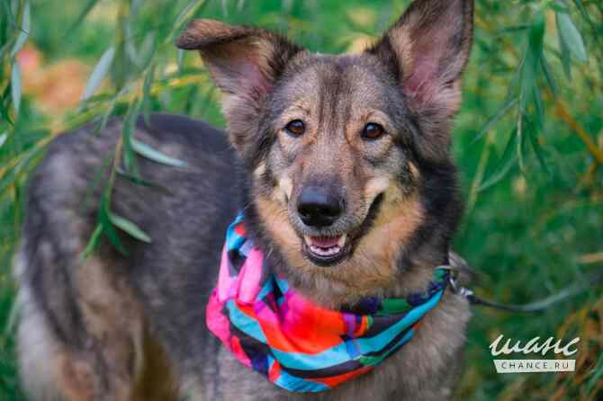 Тильда ищет дом! Санкт-Петербург - изображение 1