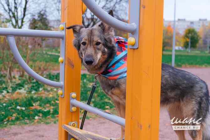 Тильда ищет дом! Санкт-Петербург - изображение 3