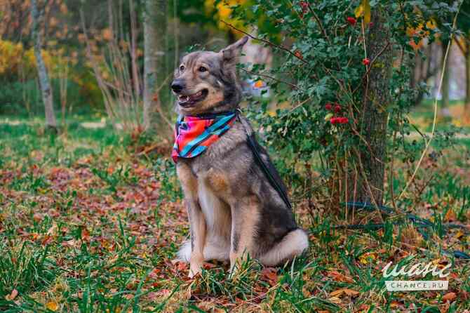 Тильда ищет дом! Санкт-Петербург - изображение 4
