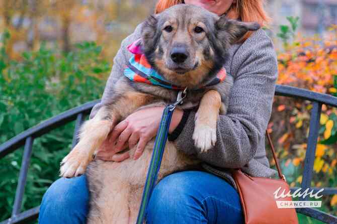 Тильда ищет дом! Санкт-Петербург - изображение 2