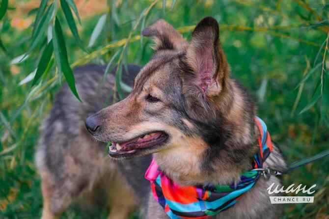 Тильда ищет дом! Санкт-Петербург - изображение 6