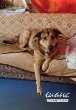 Тюбик очень ждет свою семью! Санкт-Петербург - изображение 6