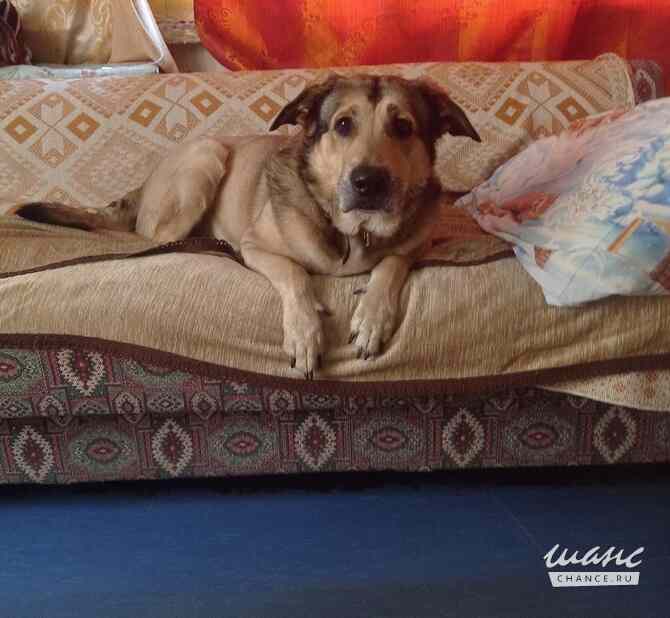 Тюбик очень ждет свою семью! Санкт-Петербург - изображение 4