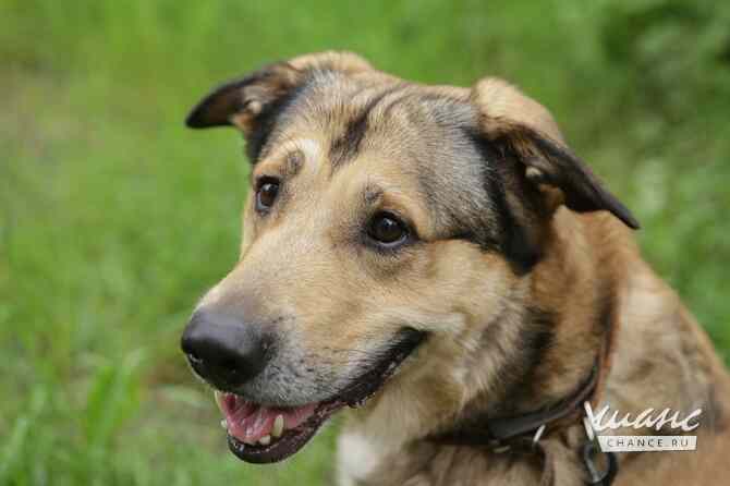 Тюбик очень ждет свою семью! Санкт-Петербург - изображение 2