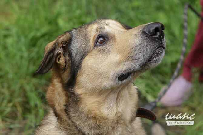 Тюбик очень ждет свою семью! Санкт-Петербург - изображение 3