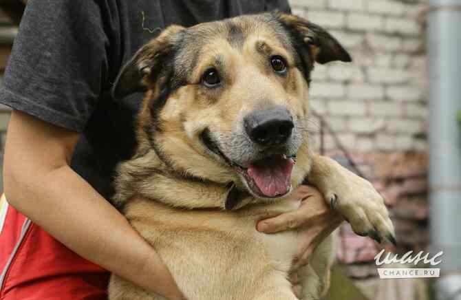 Тюбик очень ждет свою семью! Санкт-Петербург - изображение 5