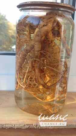 Женьшень Хабаровск - изображение 1