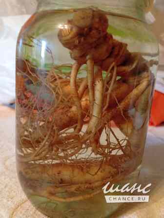 Женьшень Хабаровск - изображение 2