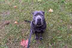 ОТДАМ СОБАКУ ПОРОДЫ АМЕРИКАНСКИЙ ПИТБУЛЬТЕРЬЕР В ДОБРЫЕ РУКИ СРОЧНО