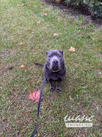 ОТДАМ СОБАКУ ПОРОДЫ АМЕРИКАНСКИЙ ПИТБУЛЬТЕРЬЕР В ДОБРЫЕ РУКИ СРОЧНО Санкт-Петербург - изображение 1