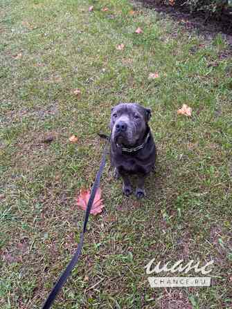 ОТДАМ СОБАКУ ПОРОДЫ АМЕРИКАНСКИЙ ПИТБУЛЬТЕРЬЕР В ДОБРЫЕ РУКИ СРОЧНО Санкт-Петербург - изображение 2