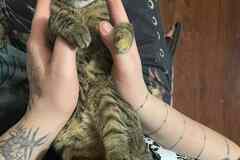 Кошечка ласковая игривая