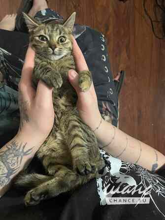 Кошечка ласковая игривая Барнаул - изображение 1