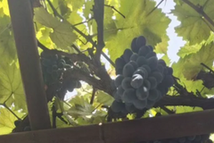 Саженцы винограда