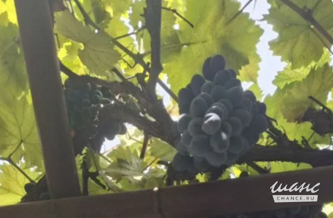 Саженцы винограда Симферополь - изображение 1