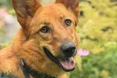 Рыжая и улыбчивая Лекса в поисках дома