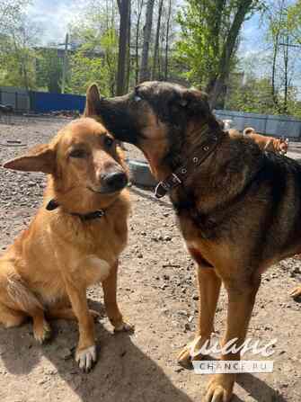 Рыжая и улыбчивая Лекса в поисках дома Санкт-Петербург - изображение 5