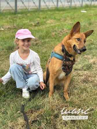 Рыжая и улыбчивая Лекса в поисках дома Санкт-Петербург - изображение 4