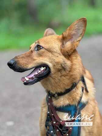 Рыжая и улыбчивая Лекса в поисках дома Санкт-Петербург - изображение 2