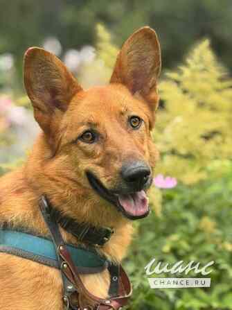 Рыжая и улыбчивая Лекса в поисках дома Санкт-Петербург - изображение 1