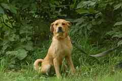 Обаятельная собачка Ксюша ищет дом