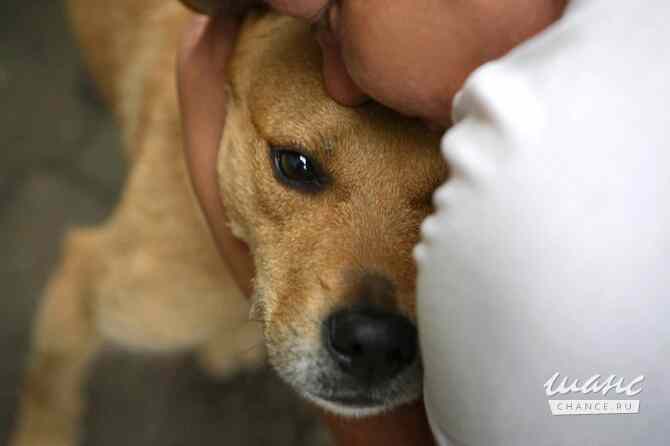 Обаятельная собачка Ксюша ищет дом Санкт-Петербург - изображение 3