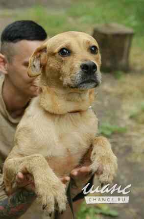 Обаятельная собачка Ксюша ищет дом Санкт-Петербург - изображение 2