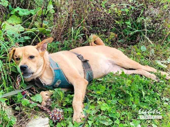 Обаятельная собачка Ксюша ищет дом Санкт-Петербург - изображение 5