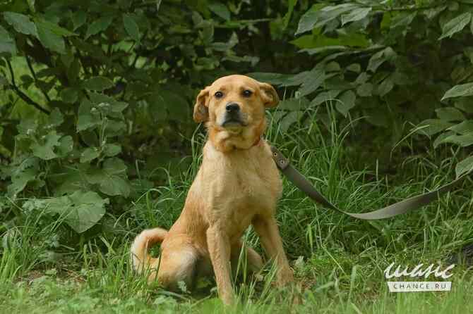 Обаятельная собачка Ксюша ищет дом Санкт-Петербург - изображение 1