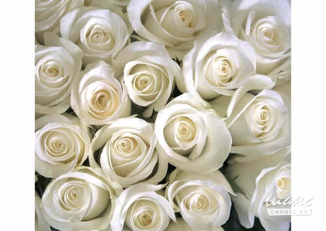 Прoдаю новые фотообои Краснодар - изображение 9