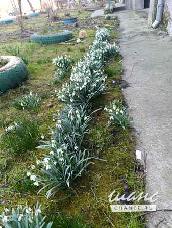 Плодородный грунт Гурьевск - изображение 3