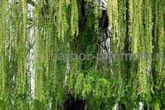 Крупномеры в Москве и Подмосковье с доставкой и посадкой