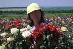 Саженцы роз Почтой России, ТК СДЕК, и самовывозом из Домодедово