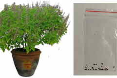 Семена Туласи, в пакетике, для выращивания дома.