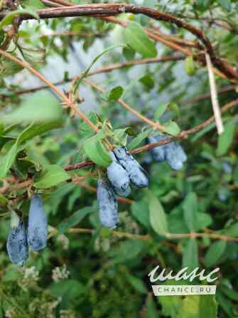 Дача 15 м², Садовые участки Приборист квартал Обнинск - изображение 7