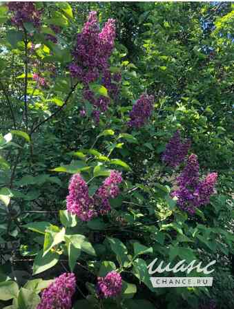 Коттедж 290 м², 196 Москва - изображение 4