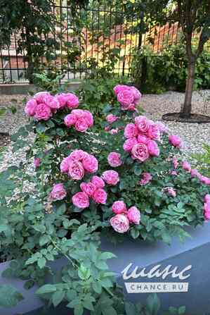 Коттедж 290 м², 196 Москва - изображение 3