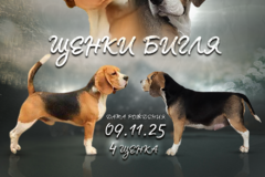 Щенки Бигль