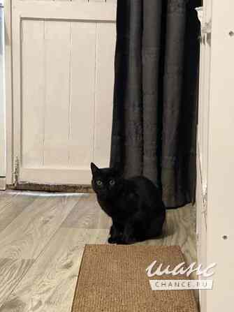 Черничка ищет дом Москва - изображение 3