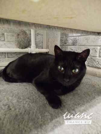 Черничка ищет дом Москва - изображение 1