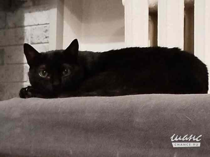 Черничка ищет дом Москва - изображение 2