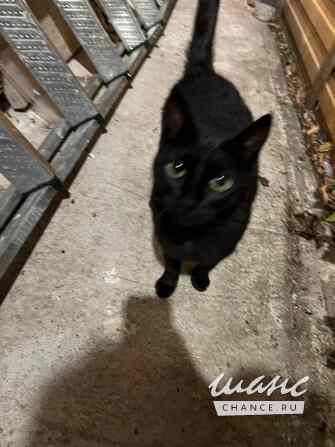 Черничка ищет дом Москва - изображение 4