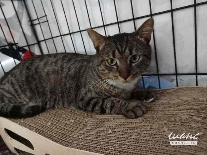 Честер ищет дом Москва - изображение 2